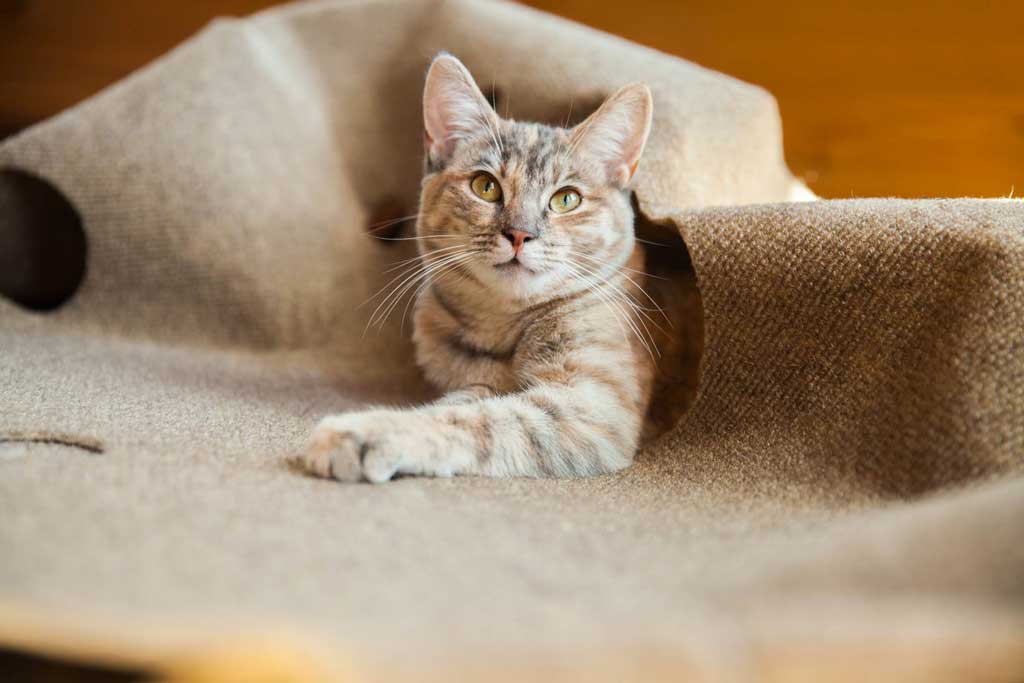 tappetino da letto per incoraggiare gatti a strizzarsi a rotolare e a ritrovare rosso nero 60 x 60 x 34 cm centro attività con 4 giocattoli da appendere Tappeto da gioco per gatto di cotone 